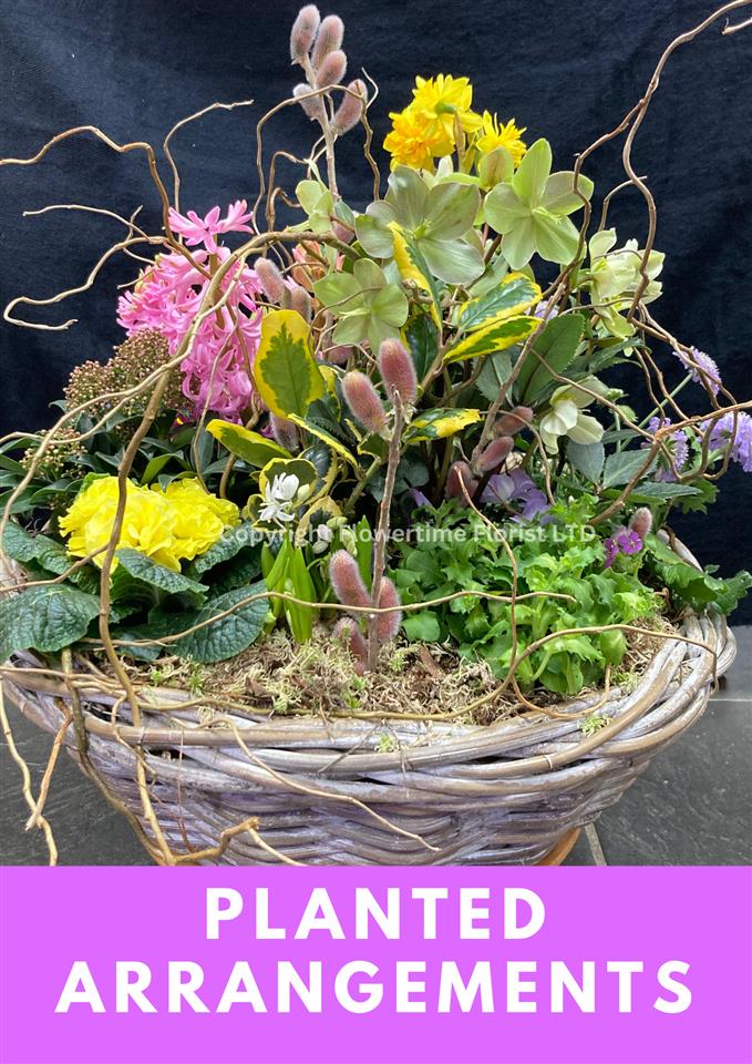 send planted arrangement across Cornwall